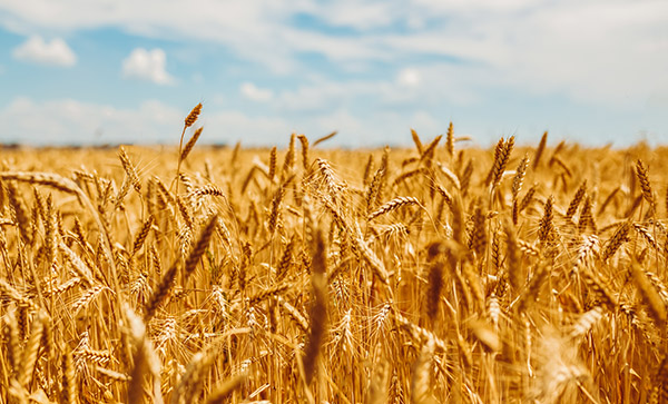Agriculture and Food Systems